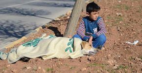 Garoto refugiado conforta cadela atropelada na Turquia
