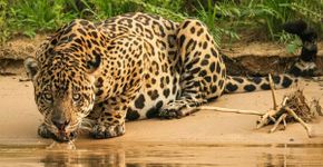 7 diferenças entre o leopardo e a onça-pintada 