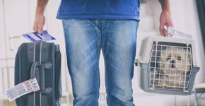 Dicas de onde hospedar o pet ou levá-lo junto nas viagens