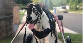 Cachorra tetraplégica que seria sacrificada se recupera