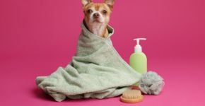Banho em pets: 4 cuidados para manter a higiene sem prejudicar a saúde