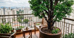 A árvore que antes era febre no interior, hoje faz sombra e refresca o quintal pequeno na cidade