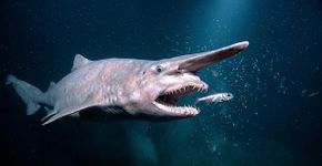 Este tubarão lança a mandíbula para fora do rosto para capturar a presa no escuro