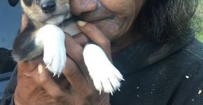 Projeto social transforma a vida de animais de aldeias indígenas