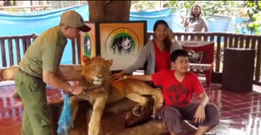 Vídeo mostra a triste realidade por trás das fotos que turistas tiram com leões e outros animais