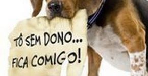 São Paulo abre sua primeira loja de adoção de animais
