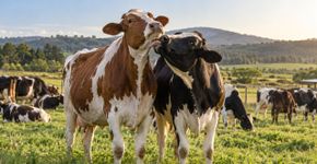A vaca reconhece companheiras específicas no rebanho e pode preferir passar o tempo perto de algumas delas