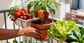 5 plantas produtivas e fáceis de cuidar para pequenas varandas