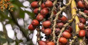 Buriti: descubra os benefícios do fruto e como incluí-lo na alimentação