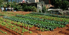 ONG Cidades Sem Fome desenvolve projetos de hortas urbanas em SP