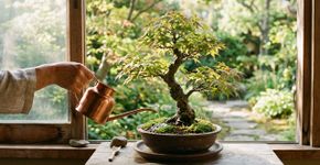 Na Tailândia, para o bonsai durar anos: o macete não é o adubo, mas nunca molhar o tronco durante o sol do meio dia