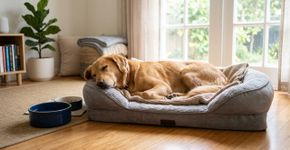 O veterinário explica: este é o tempo máximo que seu cachorro pode ficar sozinho em casa