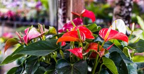 Foto: (Depositphotos/nitiphatjaranin)