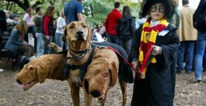 Aterrorizantes ideias de Halloween para cachorros