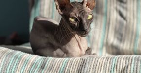 7 cuidados importantes com gatos sem pelos 