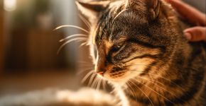 Por que os gatos adoram tapinhas na base do rabo