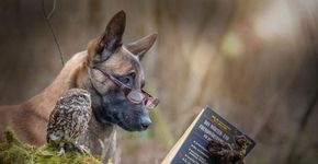 Conheça a bela amizade do cão Ingo e da coruja Poldi