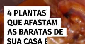 4 plantas que afastam as baratas de sua casa e como cuidar