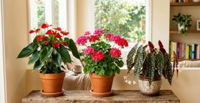 Adeus à espada-de-são-jorge: três flores para plantar em casa que crescem rapidamente, em pouco tempo