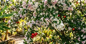 A aceroleira floresce várias vezes, mas produz poucos frutos: um detalhe pode explicar
