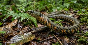 Esta serpente come sapos venenosos, rouba suas toxinas e armazena o veneno no próprio pescoço para usar contra predadores