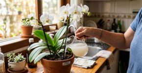 Recupere a orquídea sem flor com o uso estratégico da água de arroz na rega da semana