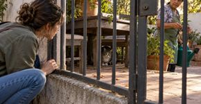 Gato pula o muro e se esconde no quintal vizinho, tutor pede para entrar e ouve que só poderá recuperar o animal quando o proprietário voltar de viagem