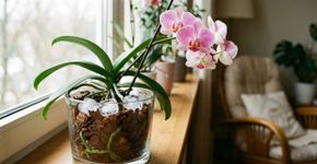 Para que serve colocar gelo no vaso da orquídea e como regar para ela nunca apodrecer a raiz