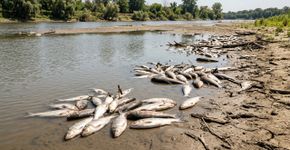 Cerca de 90% dos peixes encontrados mortos em trecho do Mississippi eram carpas invasoras, enquanto espécies nativas resistiram melhor às condições extremas