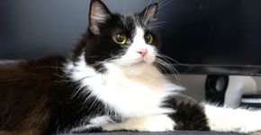 4 características do gato da raça ragamuffin 