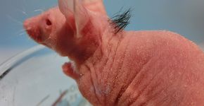 Cabelo humano começa a crescer nas costas de camundongo