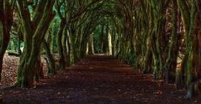 Conheça 13 belos campos floridos ao redor do mundo