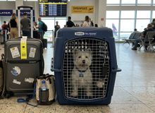 Featured side: Vai viajar com pet? IATA divulga novas regras de transporte em voos