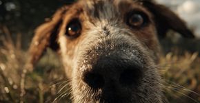 O que a umidade do focinho do cão diz sobre sua saúde