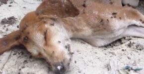 Cachorro é abandonado e até as moscas acharam que estava morto