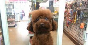 Pet shop taiwanês tosa cães em formatos geométricos