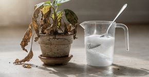 O truque da água com açúcar que faz qualquer planta morta voltar à vida
