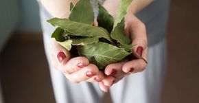 Foto: (iSTock/Michele_Caldarisi)