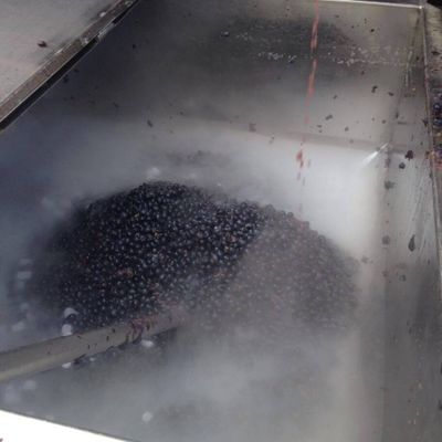 As uvas são esmagadas e o mosto (casca, polpa e sementes) é levado para fermentação. No vinho branco, a casca é descartada. 
