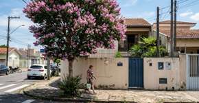 A árvore que virou a favorita no paisagismo porque além de suas flores não fazerem sujeira, aguenta o sol forte e não quebra o piso