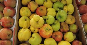 À margem das prateleiras: legumes e frutas “feias” protagonizam campanha contra desperdício