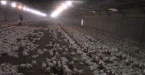 Crueldade contra aves em granjas é denunciada pelos próprios produtores