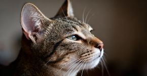 A lenda antiga diz que gatos veem espíritos, mas será?