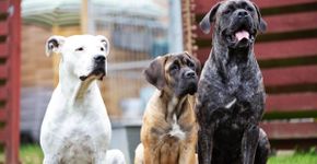 7 diferenças entre os cachorros das raças cane corso e dogo argentino 