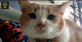 Conheça a história de gato, um bichano que estava à beira da morte