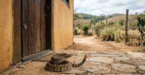 Especialistas auxiliam que as pessoas fechem portas e janelas com força porque cada vez mais cascavéis estão entrando sorrateiramente nas casas