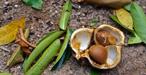 5 benefícios da planta andiroba para a saúde