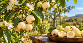 A árvore que produz uma fruta pequena e aromática que ainda é pouco encontrada nos mercados