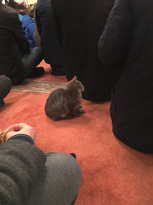Mesquita abre suas portas para gatos de rua ficarem aquecidos