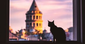Em Istambul, gatos viram atração para quem visita a cidade